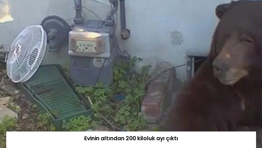 Evinin altından 200 kiloluk ayı çıktı