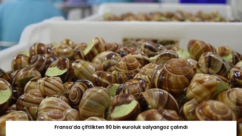 Fransa’da çiftlikten 90 bin euroluk salyangoz çalındı