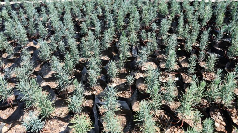 Gabar petrol sahasına yeşil dokunuş: 100 bin fidan toprakla buluşacak