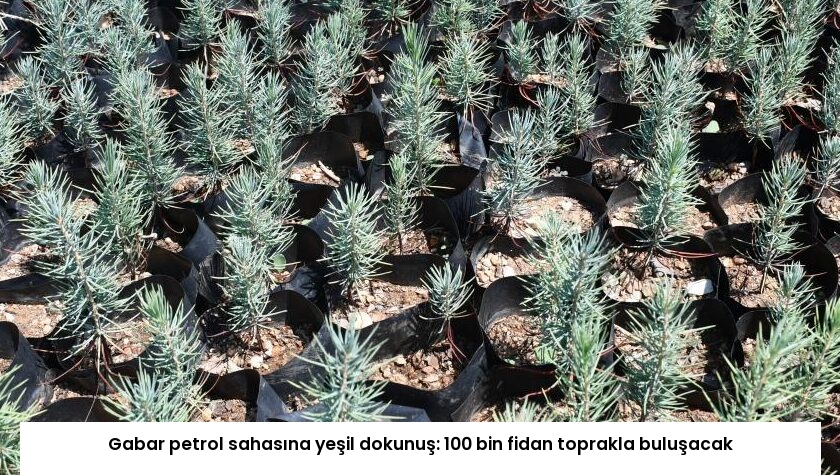 Gabar petrol sahasına yeşil dokunuş: 100 bin fidan toprakla buluşacak