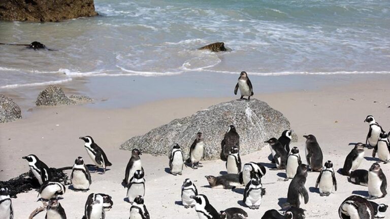 Güney Afrika açıklarında 62 bin penguen açlıktan öldü