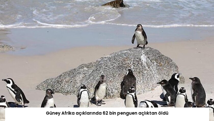Güney Afrika açıklarında 62 bin penguen açlıktan öldü