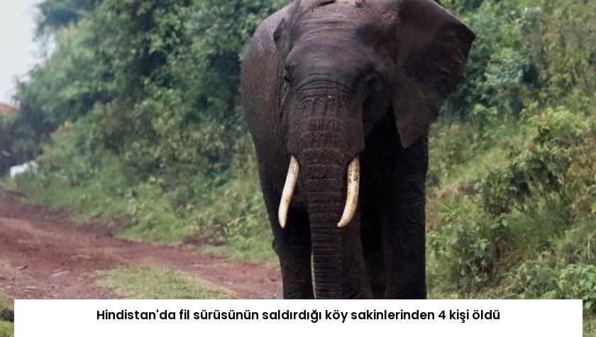 Hindistan’da fil sürüsünün saldırdığı köy sakinlerinden 4 kişi öldü