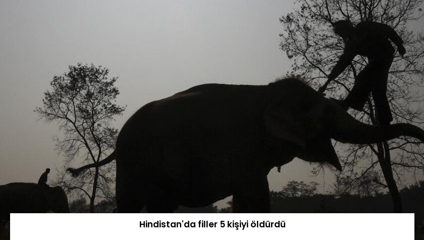 Hindistan’da filler 5 kişiyi öldürdü