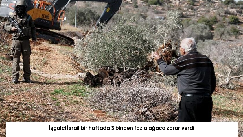 İşgalci İsrail bir haftada 3 binden fazla ağaca zarar verdi