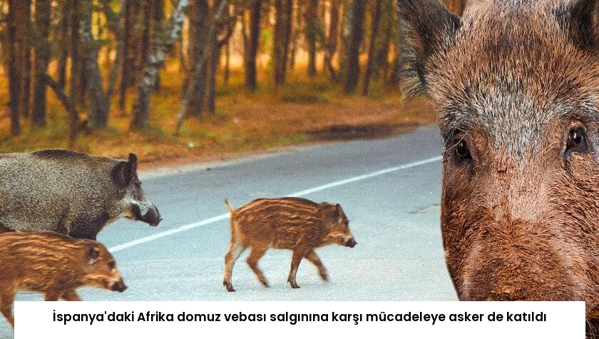 İspanya’daki Afrika domuz vebası salgınına karşı mücadeleye asker de katıldı