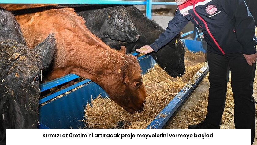 Kırmızı et üretimini artıracak proje meyvelerini vermeye başladı