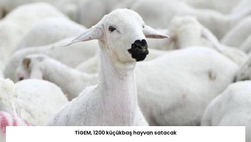 TİGEM, 1200 küçükbaş hayvan satacak