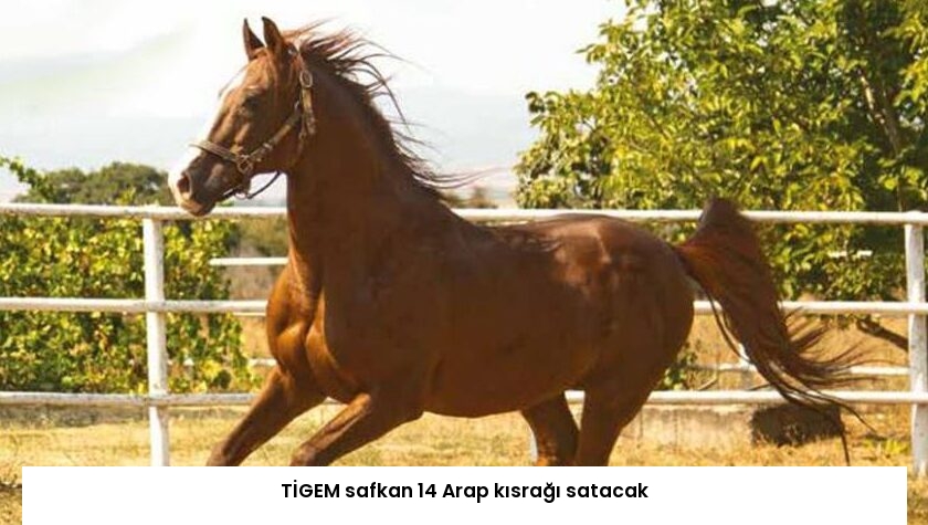 TİGEM safkan 14 Arap kısrağı satacak