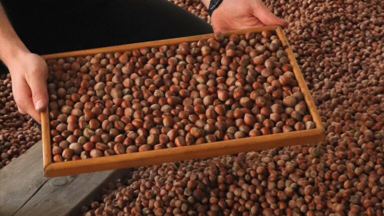 Trabzon’dan 11 ayda 523 milyon dolarlık fındık ihracatı