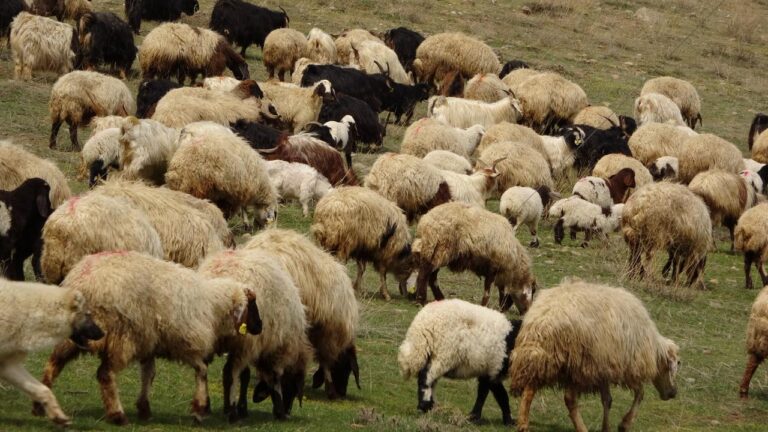 Yunanistan’da yüz binlerce koyun ve keçi itlaf edildi