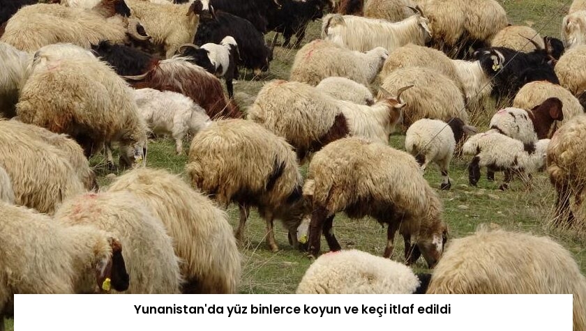 Yunanistan’da yüz binlerce koyun ve keçi itlaf edildi