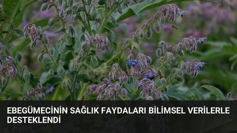 Ebegümecinin Sağlık Faydaları Bilimsel Verilerle Desteklendi