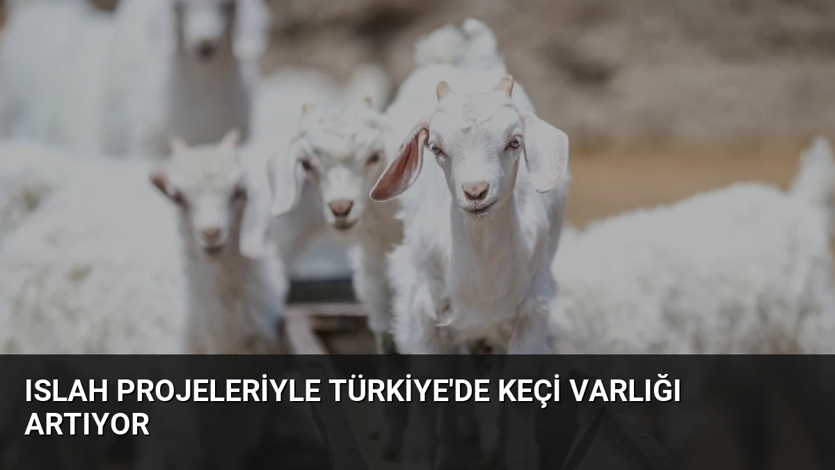 Islah Projeleriyle Türkiye’de Keçi Varlığı Artıyor