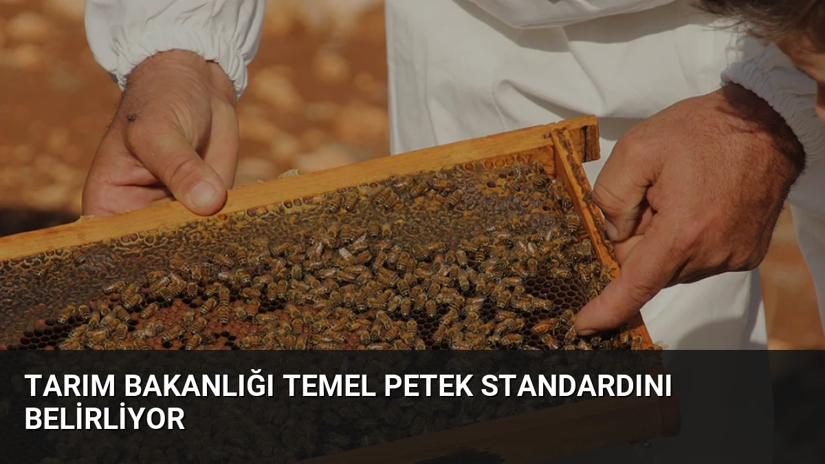 Tarım Bakanlığı Temel Petek Standardını Belirliyor