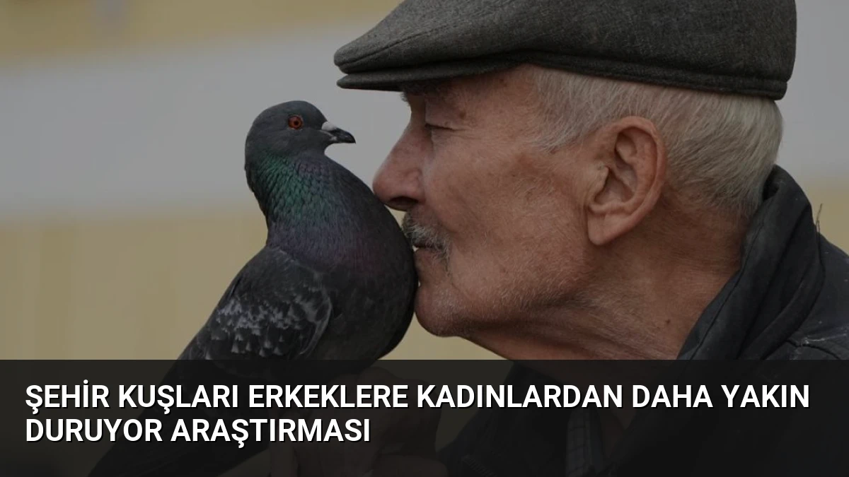 Şehir Kuşları Erkeklere Kadınlardan Daha Yakın Duruyor Araştırması