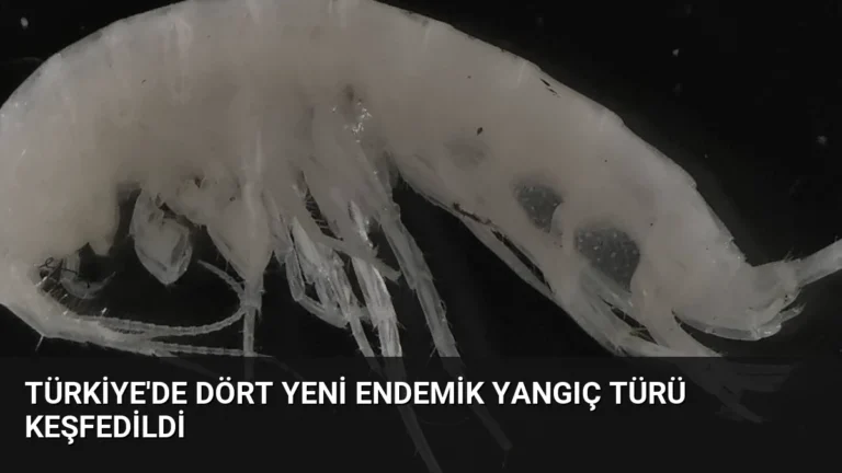 Türkiye’de Dört Yeni Endemik Yangıç Türü Keşfedildi