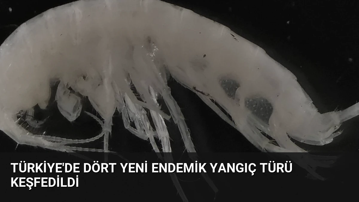 Türkiye’de Dört Yeni Endemik Yangıç Türü Keşfedildi