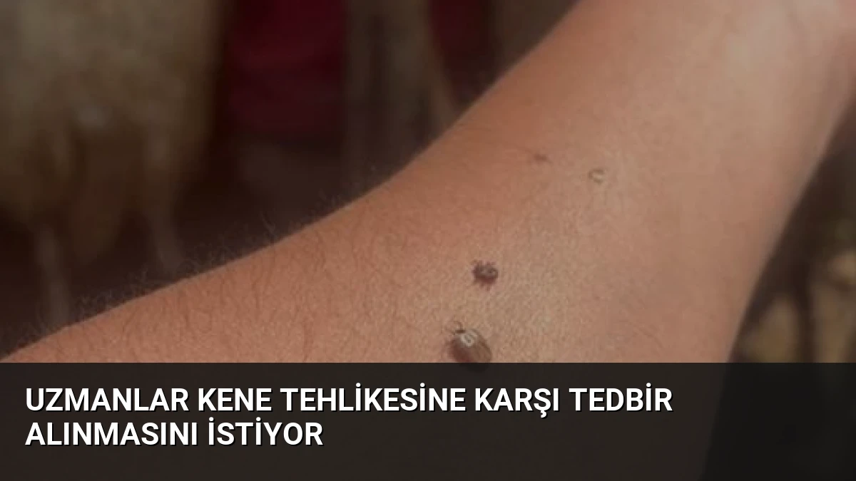 Uzmanlar Kene Tehlikesine Karşı Tedbir Alınmasını İstiyor