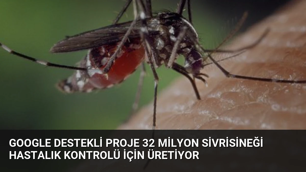 Google Destekli Proje 32 Milyon Sivrisineği Hastalık Kontrolü İçin Üretiyor