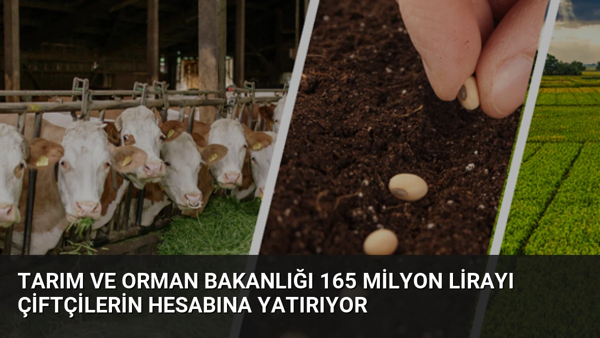Tarım ve Orman Bakanlığı 165 Milyon Lirayı Çiftçilerin Hesabına Yatırıyor